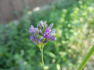 Medicago sativa_Alfalfa (2012, July 10)