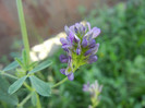 Medicago sativa_Alfalfa (2012, July 10)