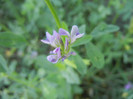 Alfalfa_Lucerne (2012, July 10)