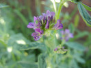 Medicago sativa_Alfalfa (2012, July 10)