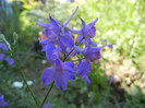 Delphinium consolida (2012, July 03)