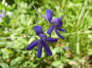 Delphinium consolida (2012, July 03)