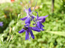 Delphinium consolida (2012, July 03)