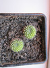 Rebutia - multumesc mihaic!