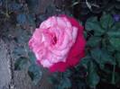 P100712_18.06_[02]