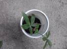 pasiflora albastra ptr. marcia s-a prins
