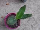 sterlitzia
