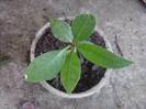plumeria alba