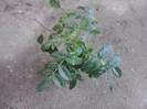 jasmin roz de gradina