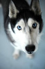Catel Husky