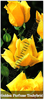 Trandafiri - Golden parfume - Teahybrid
