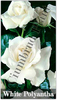 Trandafiri-White-polyantha