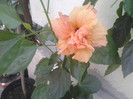 hibiscus clasic apricot