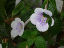 P1040141