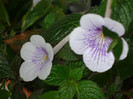 P1040144