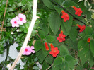 P1040184
