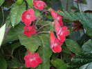 Kohleria .