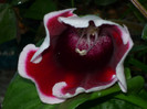 Gloxinia .