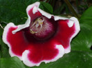 Gloxinia.