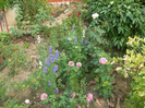 flori 2012 833