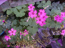 OXALIS