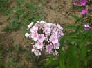 flori 2012 834