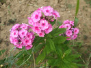 flori 2012 835