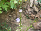 flori 2012 838