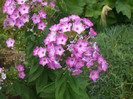 flori 2012 844