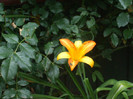 flori 2012 845