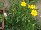 flori 2012 846