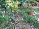 flori 2012 847