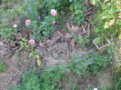 flori 2012 848