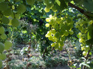 11072012 d-na kosma pal