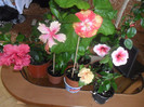 Hibiscus grup