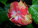 Hibiscus Sun Shower