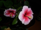 Hibiscus Yoder Camelia