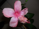 Dainty Pink