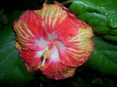 Hibiscus Sun Shower