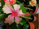 Hibiscus Hawaian Salmon