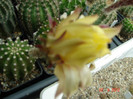DSC00005