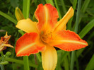 Hemerocallis Frans Hals (2012, July 11)