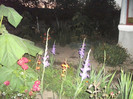 DSCF4396