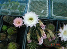 DSC00161