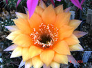 DSC00183