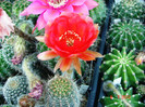 DSC00186