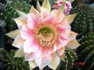 DSC00194
