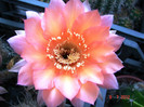 DSC00198