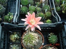 DSC00203