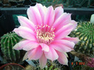 DSC00206